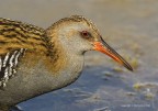 Porciglione eurasiatico (Rallus aquaticus) Porciglione eurasiatico (Rallus aquaticus)