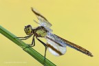 Sympetrum pedemontanum