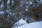 Lince Lince