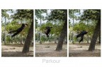 Parkour