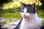 Cat action Cat action
