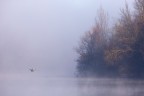 Volo Volo