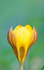 crocus crocus
