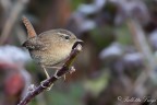 Scricciolo(Troglodytes troglodytes) Scricciolo(Troglodytes troglodytes)