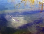 un salto sul lago un salto sul lago