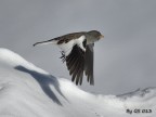Volo di fringuello... Volo di fringuello...