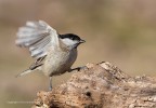 Cincia bigia (Parus palustris) Cincia bigia (Parus palustris)