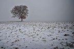 the solitary the solitary