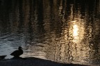 Una papera solitaria Una papera solitaria
