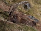 Il re della montagna Il re della montagna