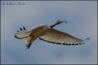 Ibis Sacro Ibis Sacro