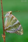 La Pafia (Argynnis paphia (Linnaeus, 1758)) La Pafia (Argynnis paphia (Linnaeus, 1758))