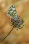 pontia edusa pontia edusa