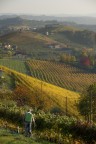 La fortuna di essere riuscito a fotografare un pezzo di langhe nell'unica settimana autunnale che offre tali colori.