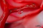 Corallo Rosa Corallo Rosa