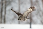 Volando nella neve Volando nella neve