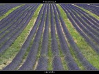 Provenza # 31 Provenza # 31