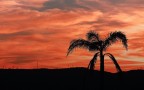 palma al tramonto... palma al tramonto...