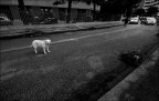 Solo come un cane...di periferia Solo come un cane...di periferia