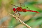 Crocothemis-erythraea