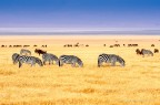 Calma nella savana Calma nella savana