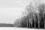 Alberi bianchi Alberi bianchi