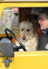 ma lo sa che lei guida come un cane? ma lo sa che lei guida come un cane?