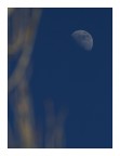 sarà la luna tra le piante sarà la luna tra le piante