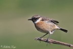 Saltimpalo(Saxicola torquata) Saltimpalo(Saxicola torquata)