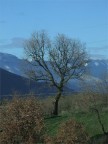 l'albero immerso nella matura incontaminata di Vietri di Pot l'albero immerso nella matura incontaminata di Vietri di Pot