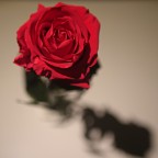 Rosa Rosa
