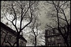 Alberi - Montmartre