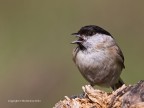 Cincia bigia (Parus palustris) Cincia bigia (Parus palustris)