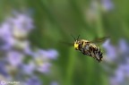 Anthidium in volo Anthidium in volo