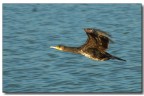 Cormorano