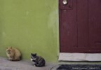 Gatti del Po Gatti del Po