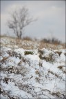 Un freddo inverno