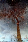 Cielo stellato in pozzanghera Cielo stellato in pozzanghera