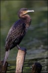 Cormorano