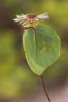 Gonepteryx cleopatra Gonepteryx cleopatra