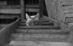 Felina curiosità Felina curiosità