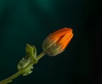Orange FLower