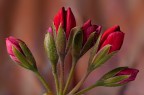 Red Buds Red Buds
