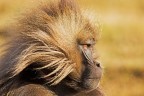Gelada maschio Gelada maschio