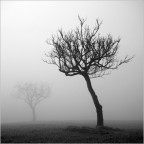 Fog Fog