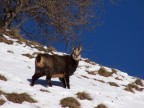 Il camoscio curioso Il camoscio curioso