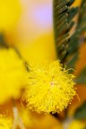 Auguri a tutte le donne... Auguri a tutte le donne...