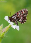 La Polissena (Zerynthia polyxena) La Polissena (Zerynthia polyxena)