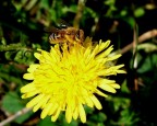 Nettare: a ciascuno il suo2... Nettare: a ciascuno il suo2...