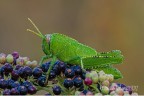 Acrididae - Anacridium aegyptium Acrididae - Anacridium aegyptium